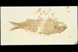 Bargain Fossil Fish (Knightia) - Wyoming #126485-1